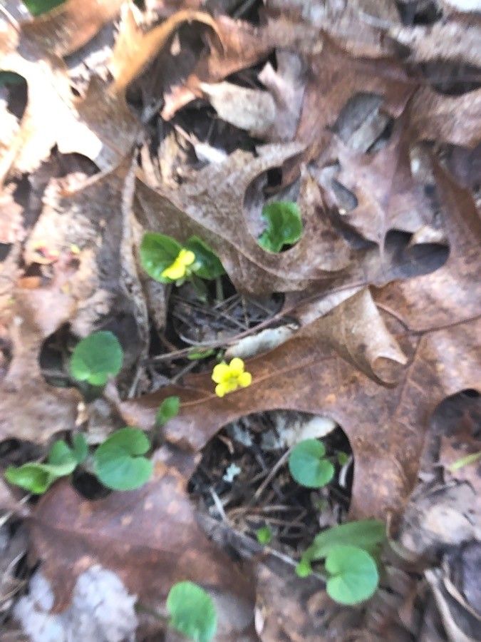 Viola rotundifolia flower