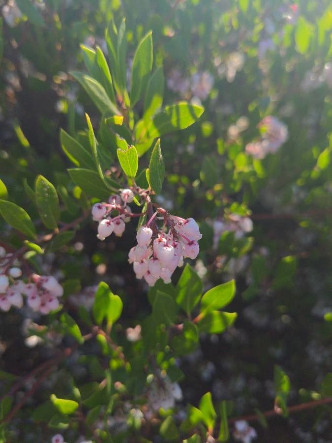 Arctostaphylos manzanita flower
