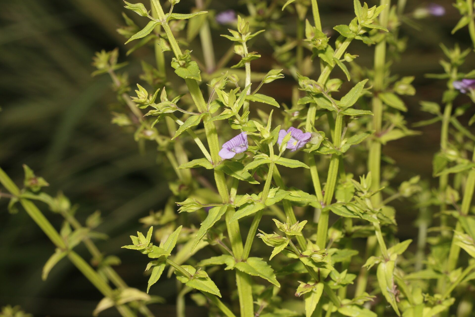Bacopa laxiflora leaf