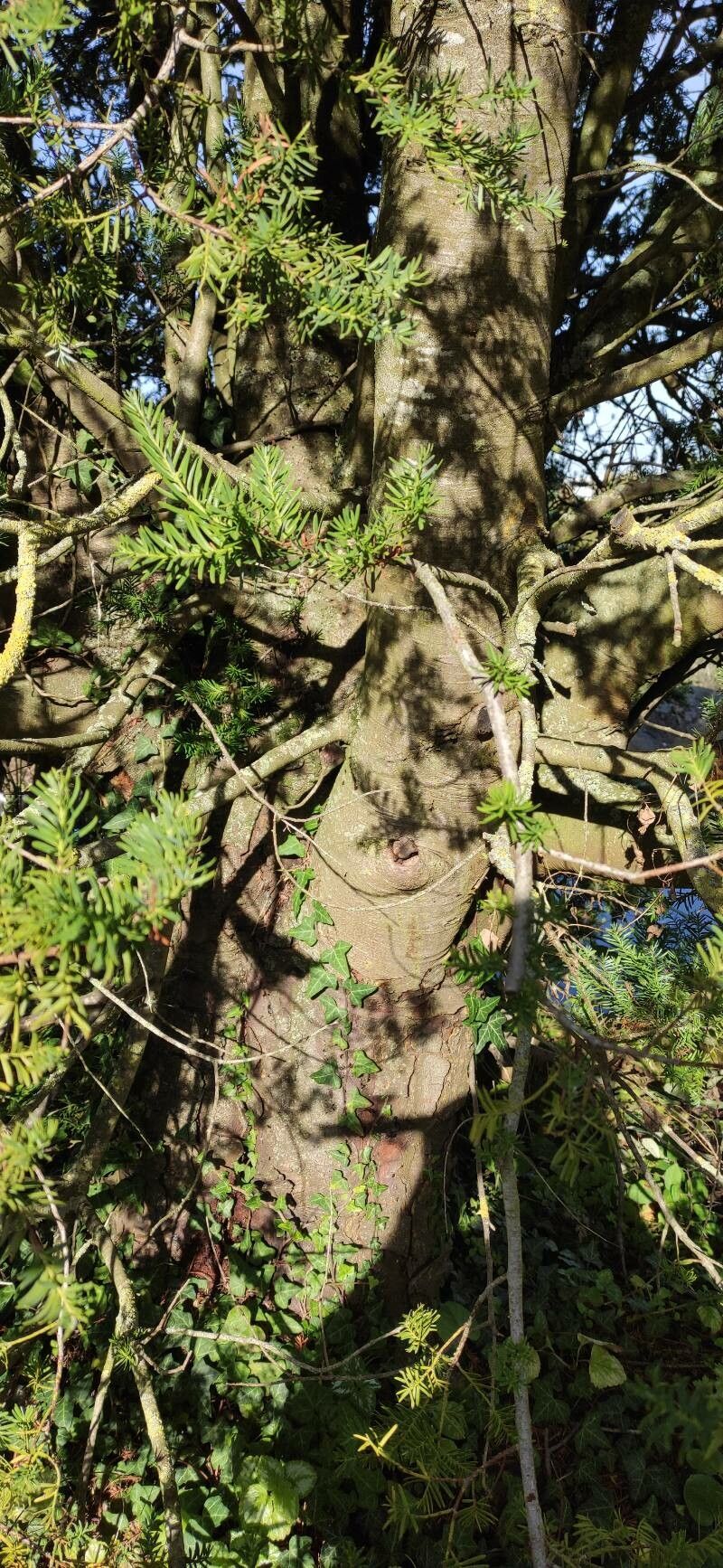 Prumnopitys andina bark