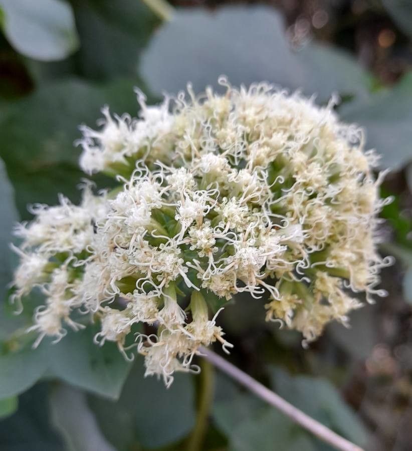 Mikania cordifolia flower