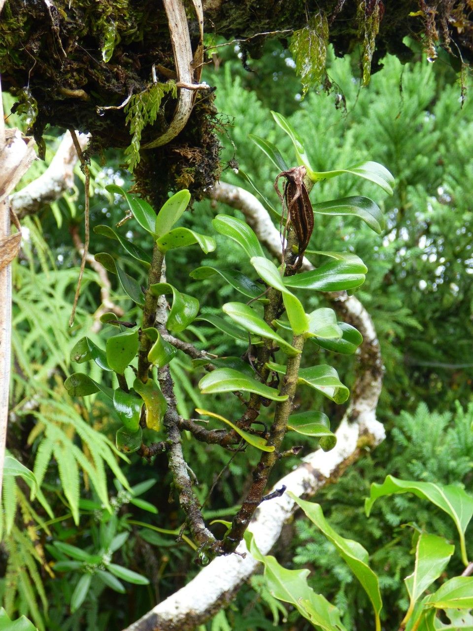 Angraecum germinyanum habit