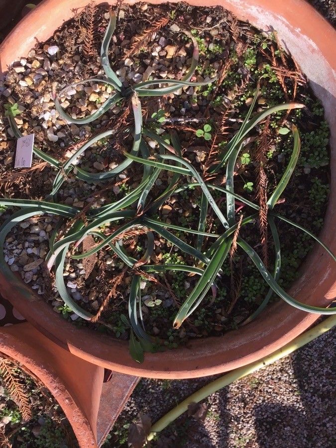 Muscari spreizenhoferi leaf