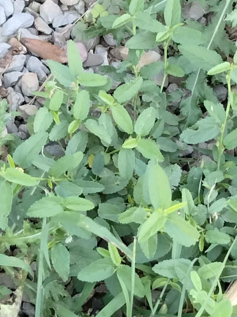 Rhynchosida physocalyx leaf