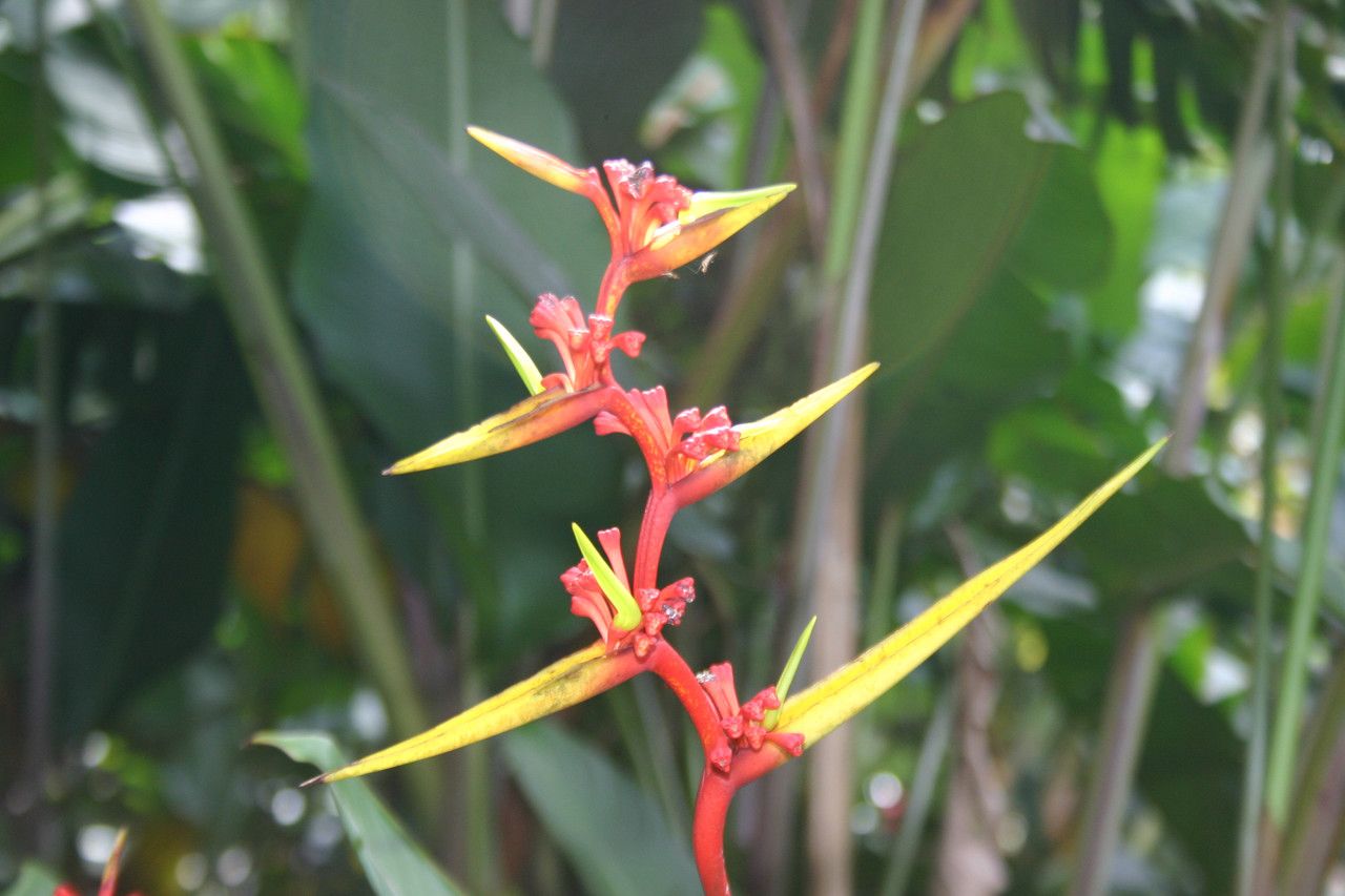 Heliconia richardiana flower