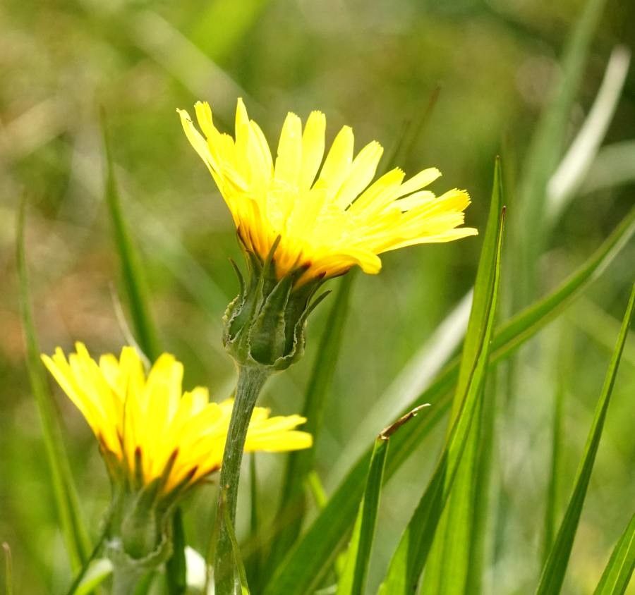 Crepis albida flower