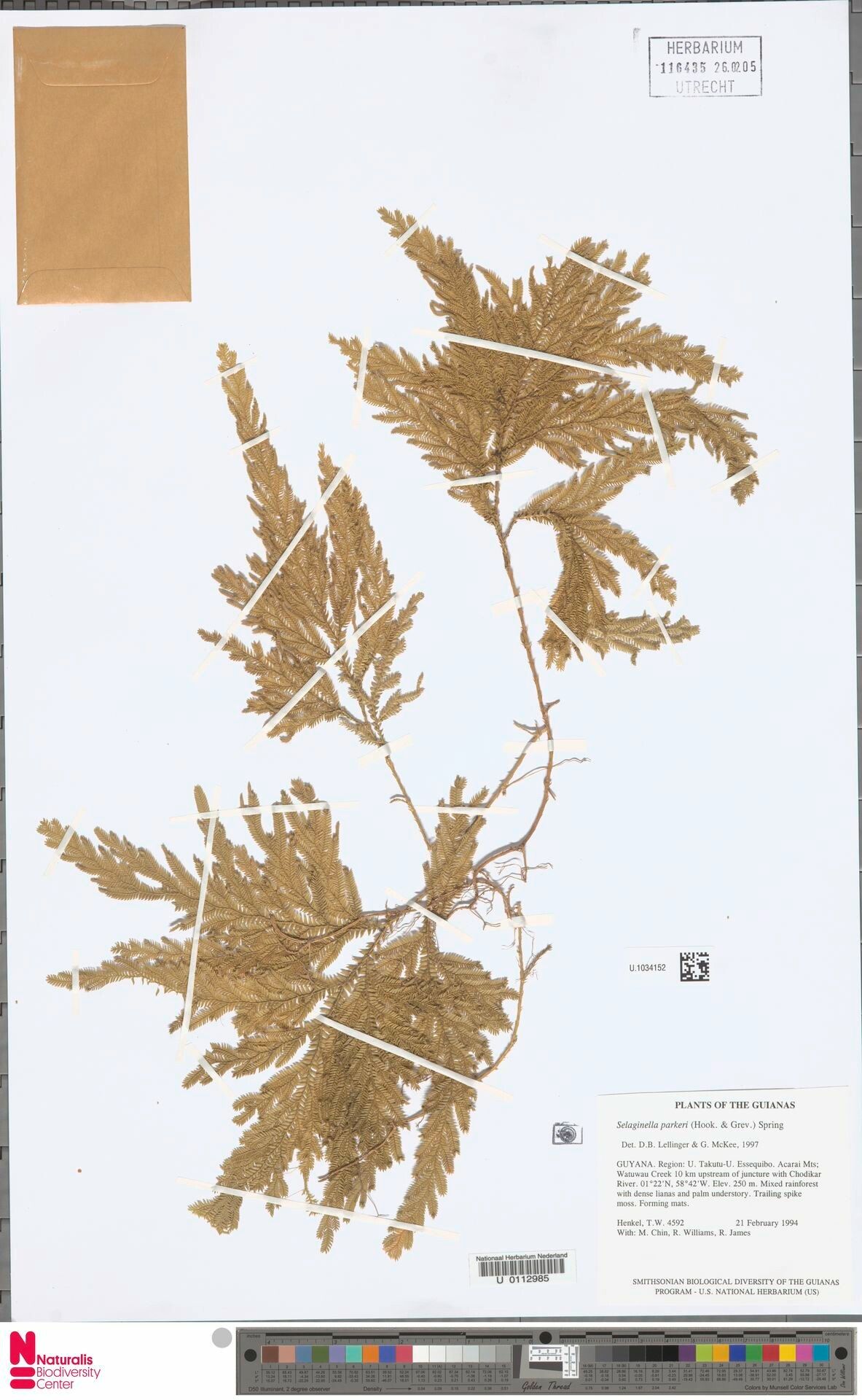 Selaginella parkeri — houseplant care guide