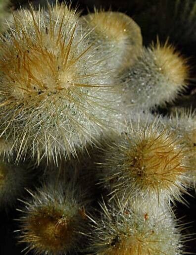 Parodia alacriportana — related species from the same genus