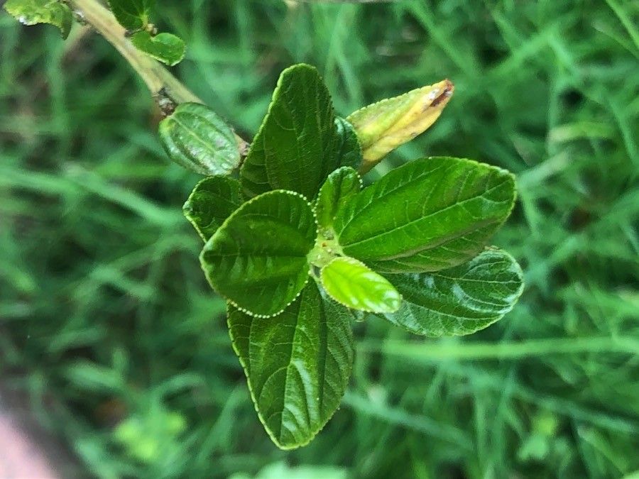 Ceanothus arboreus leaf