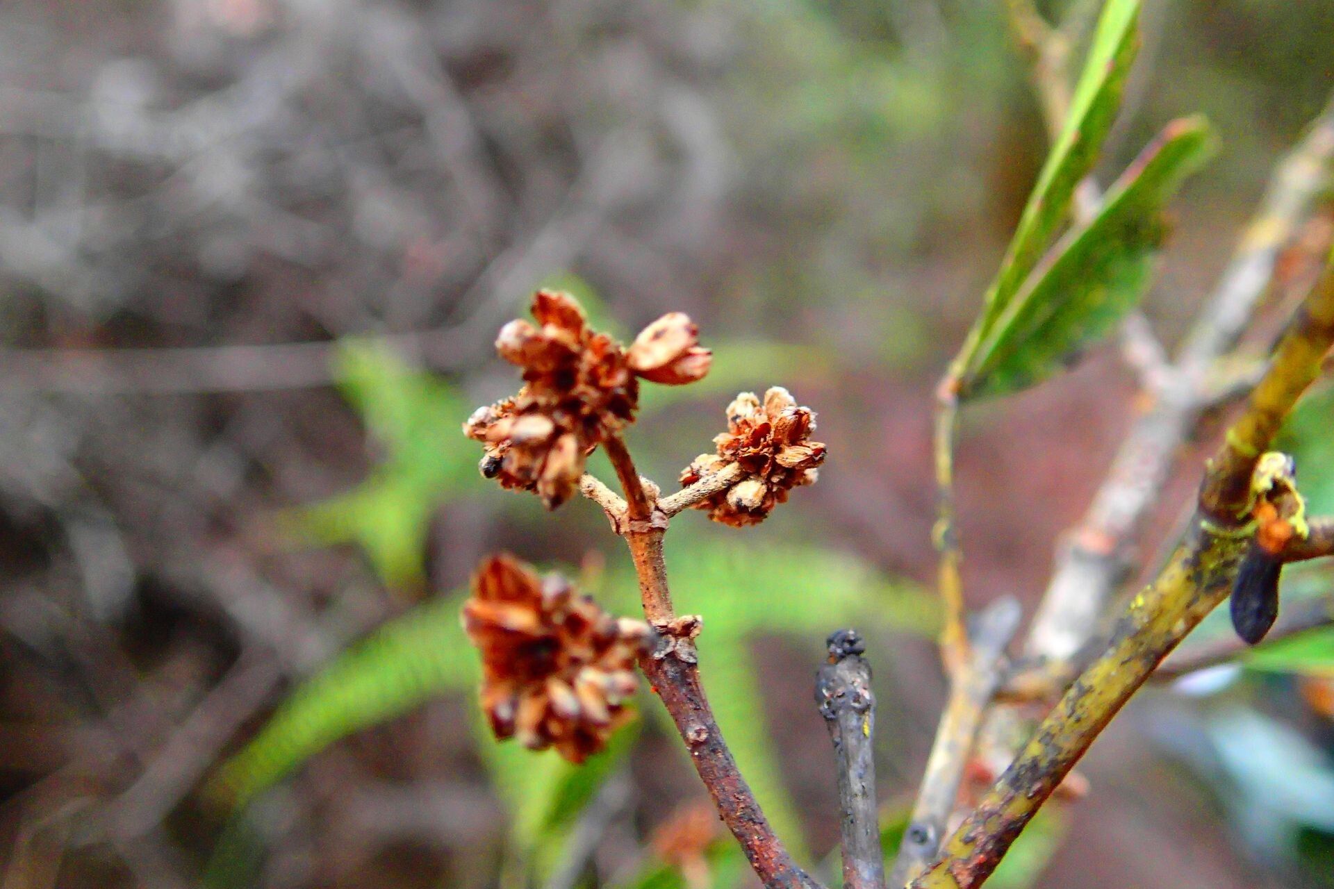 Pancheria reticulata fruit