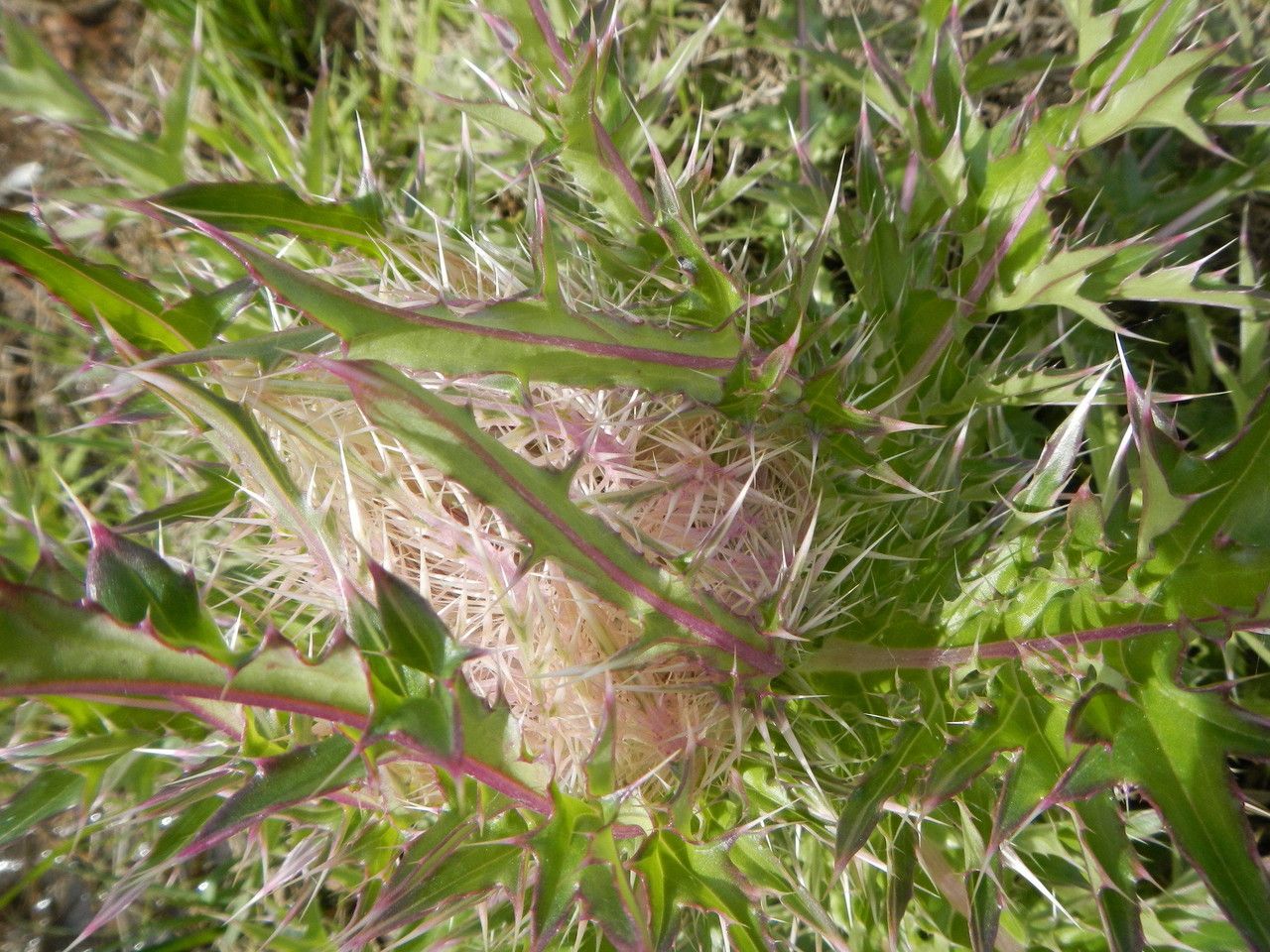 Cirsium horridulum fruit