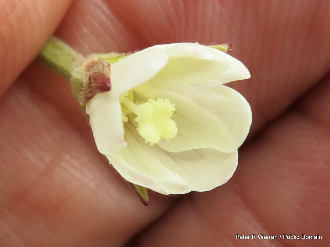 Epilobium capense flower