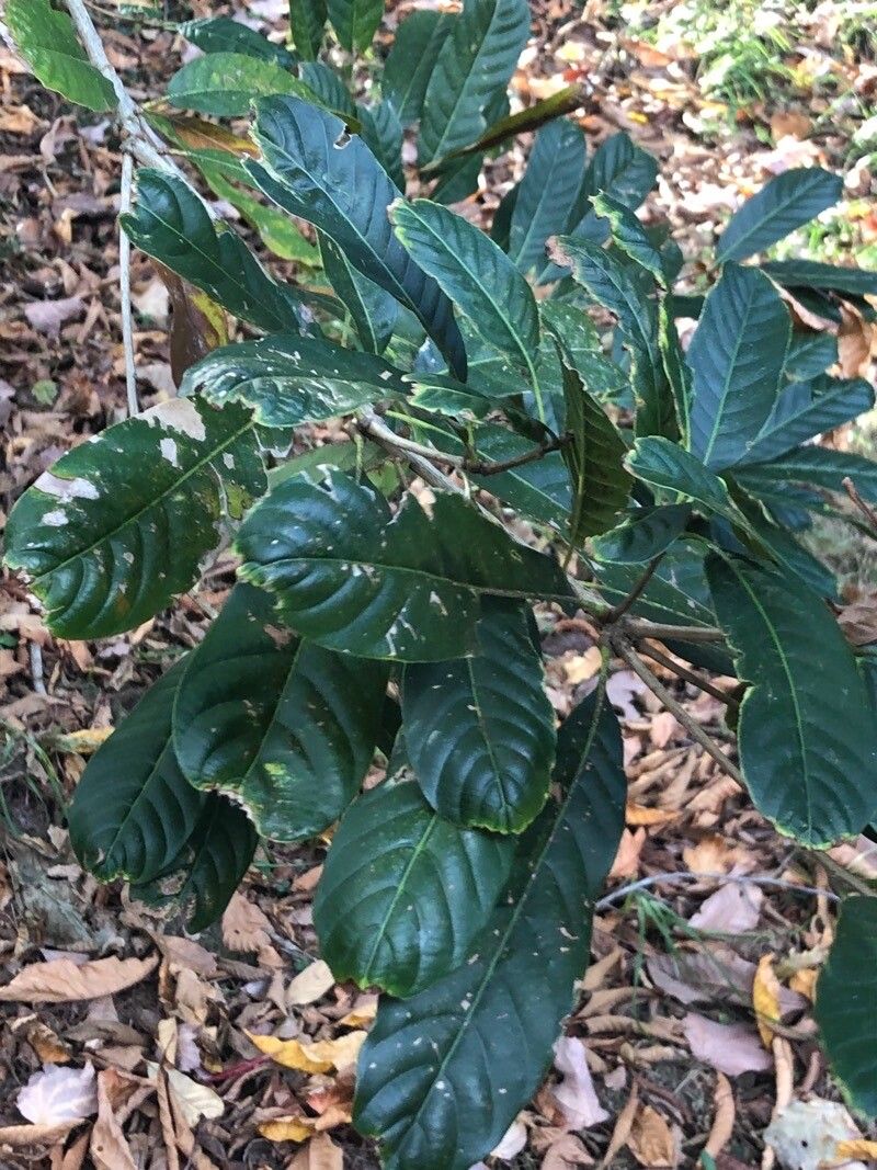 Lithocarpus kawakamii — search result for 'Lithocarpus'