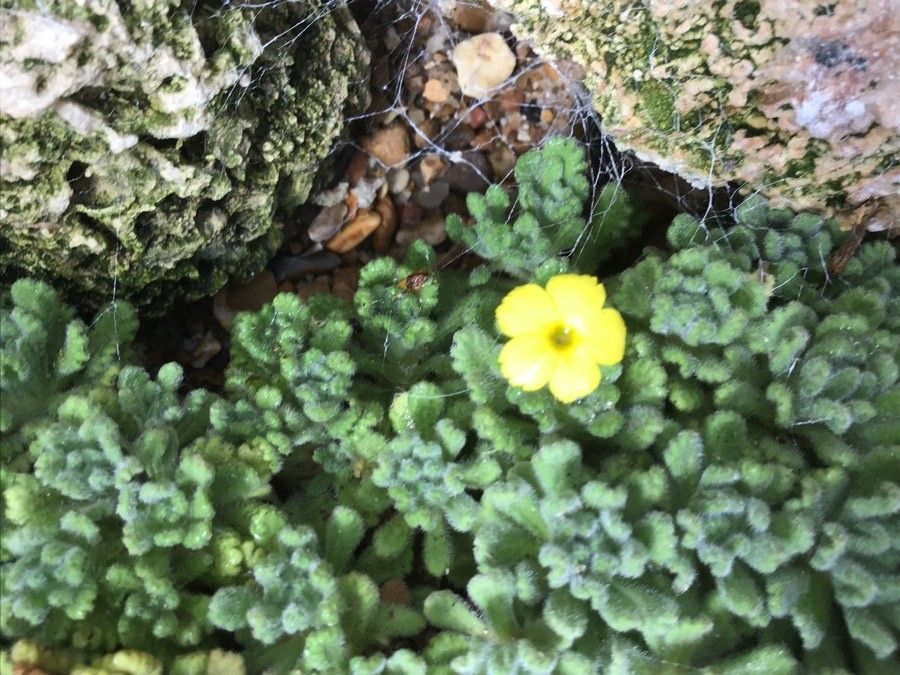 Dionysia aretioides flower