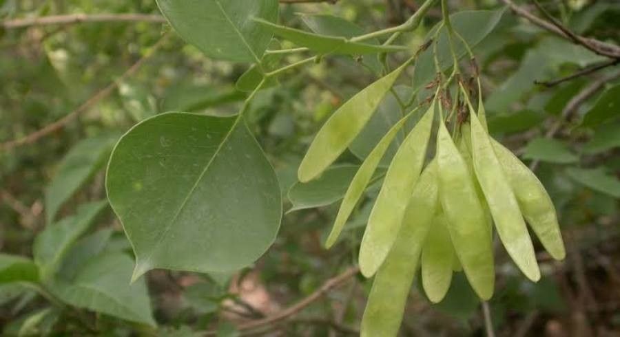Dalbergia sissoo fruit