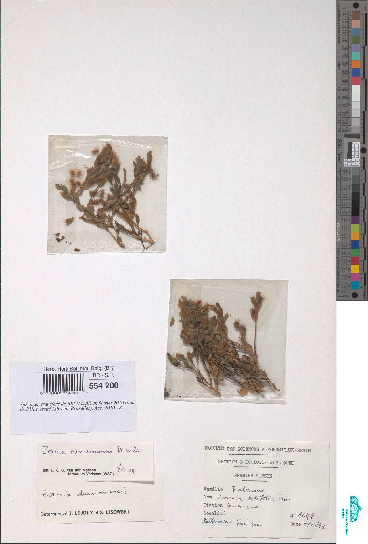 Zornia durumuensis — related species from the same genus