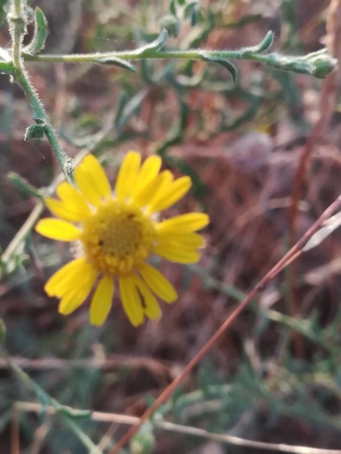 Pulicaria paludosa flower