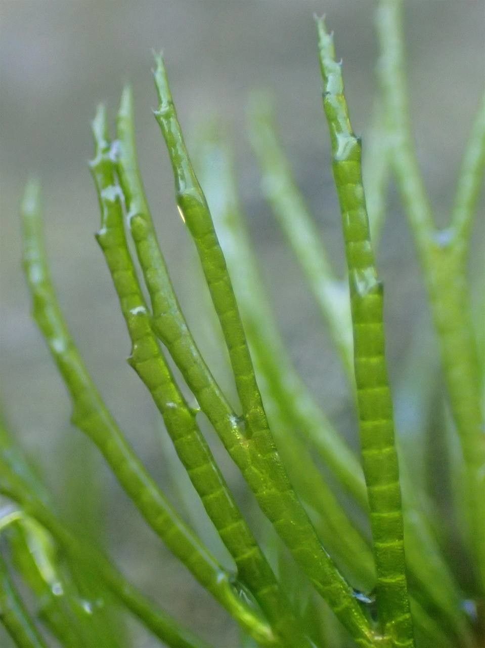 Ceratophyllum demersum leaf