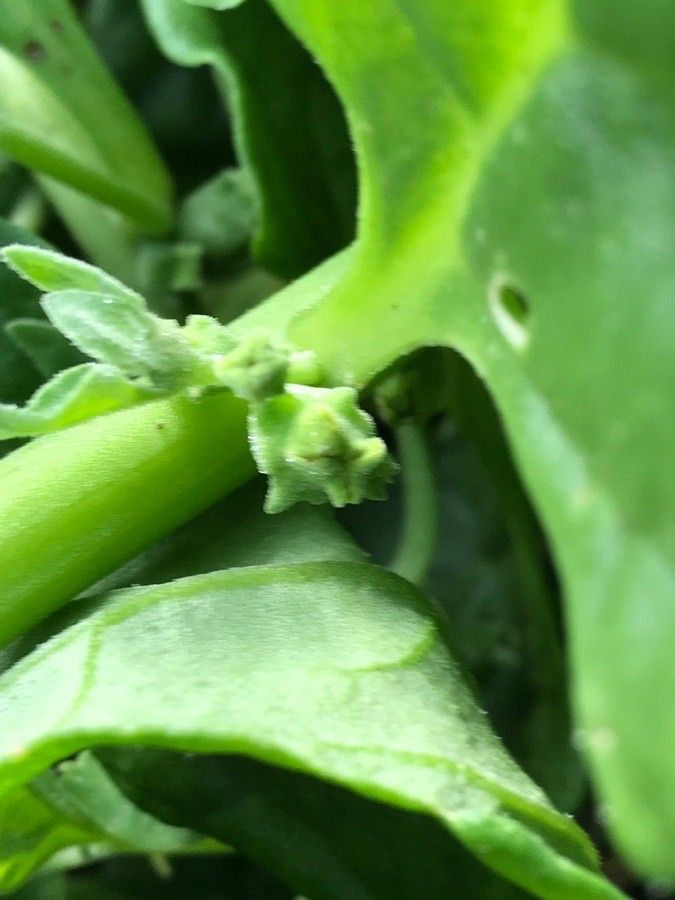 Tetragonia tetragonioides fruit