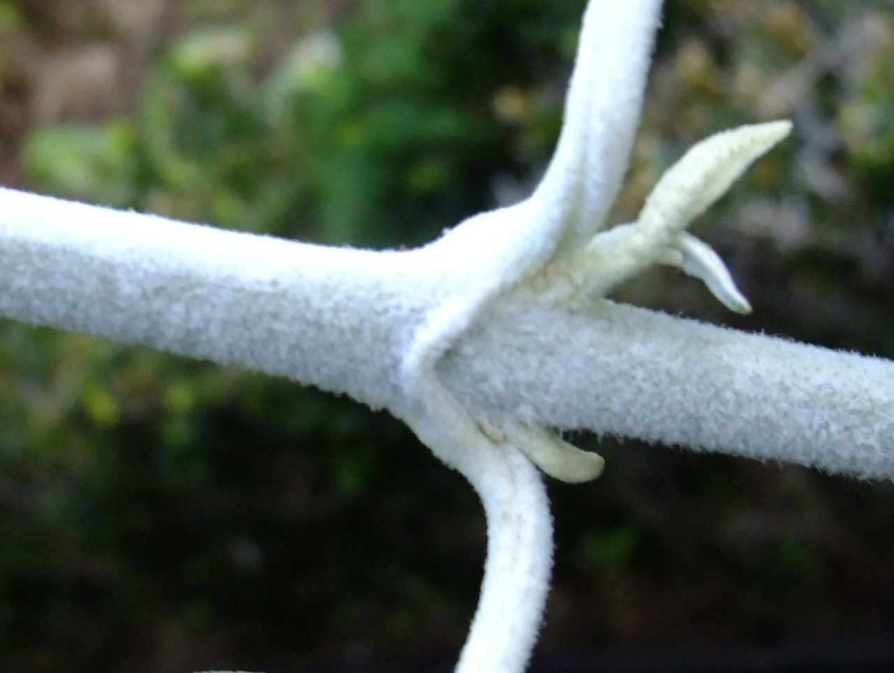 Buddleja madagascariensis bark