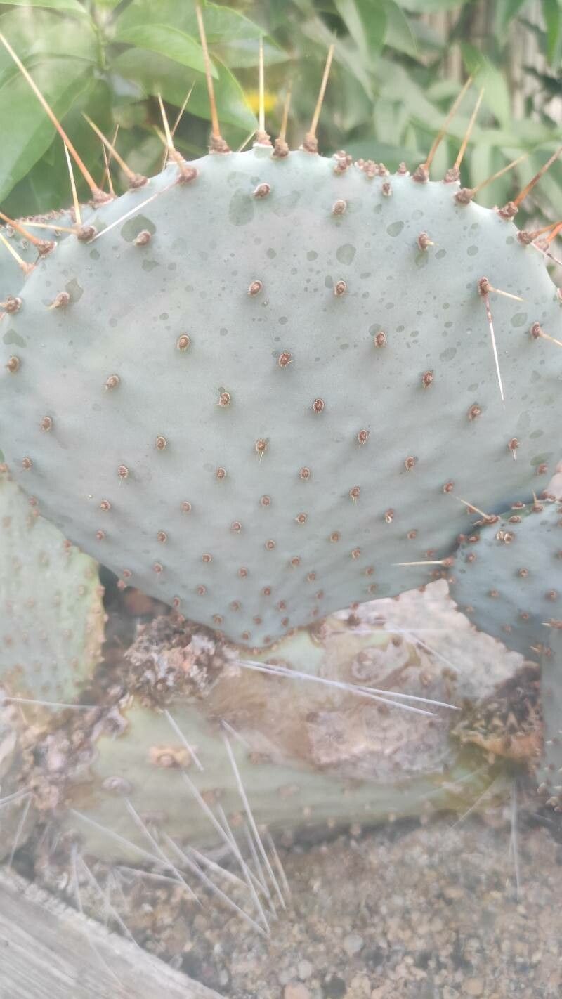 Opuntia azurea leaf