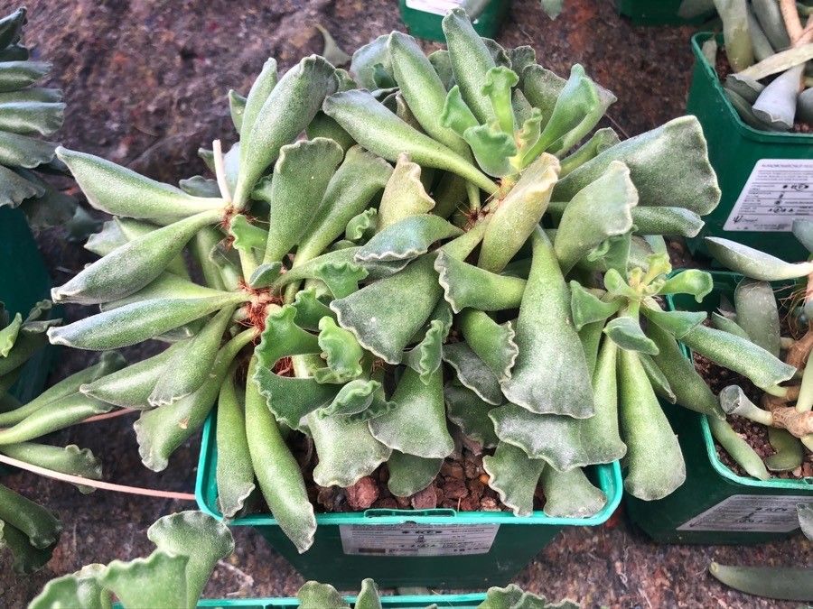 Adromischus cristatus leaf