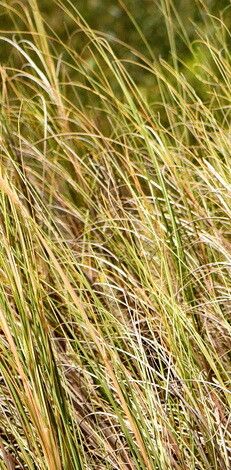 Sporobolus coarctatus — houseplant care guide