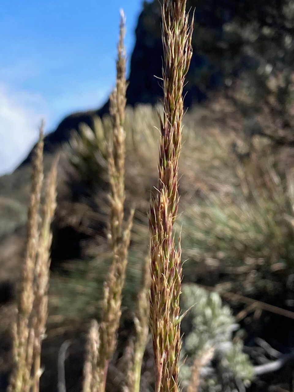 Cinnagrostis recta flower