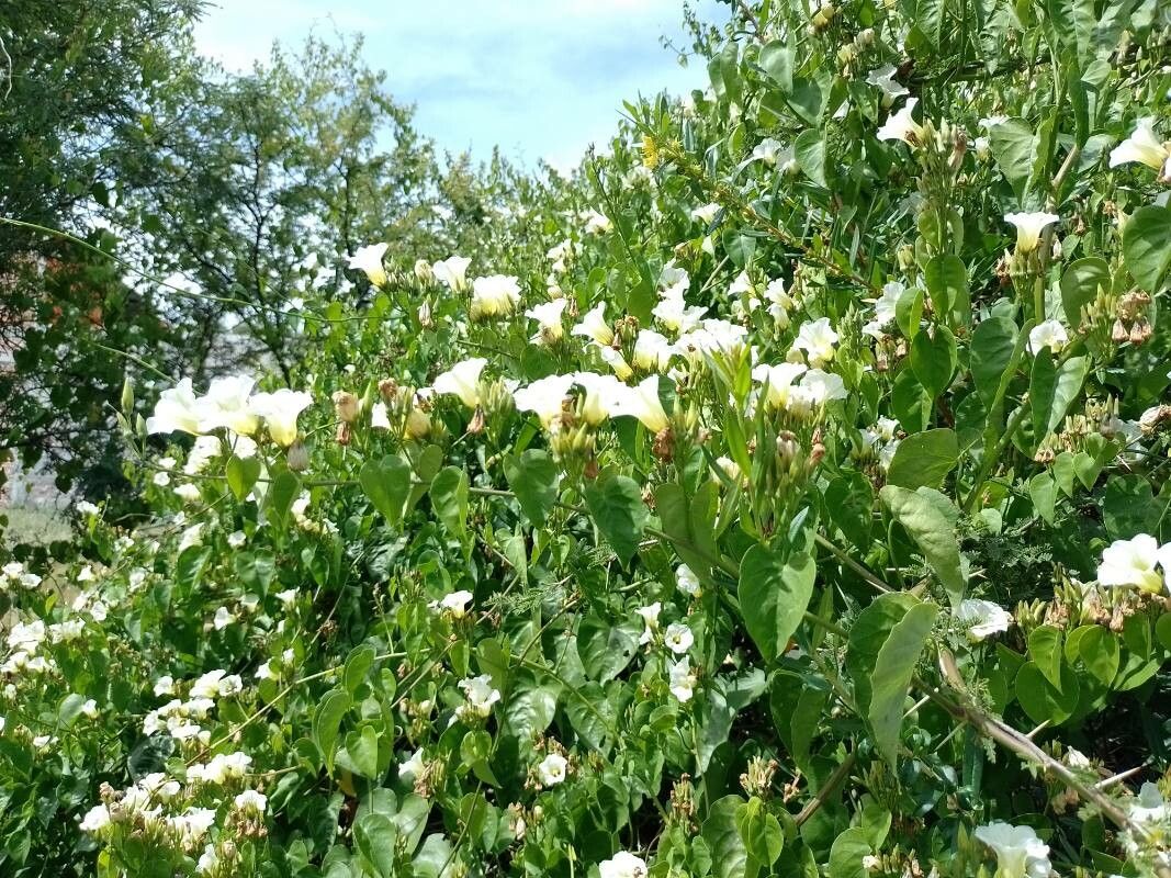Ipomoea corymbosa leaf