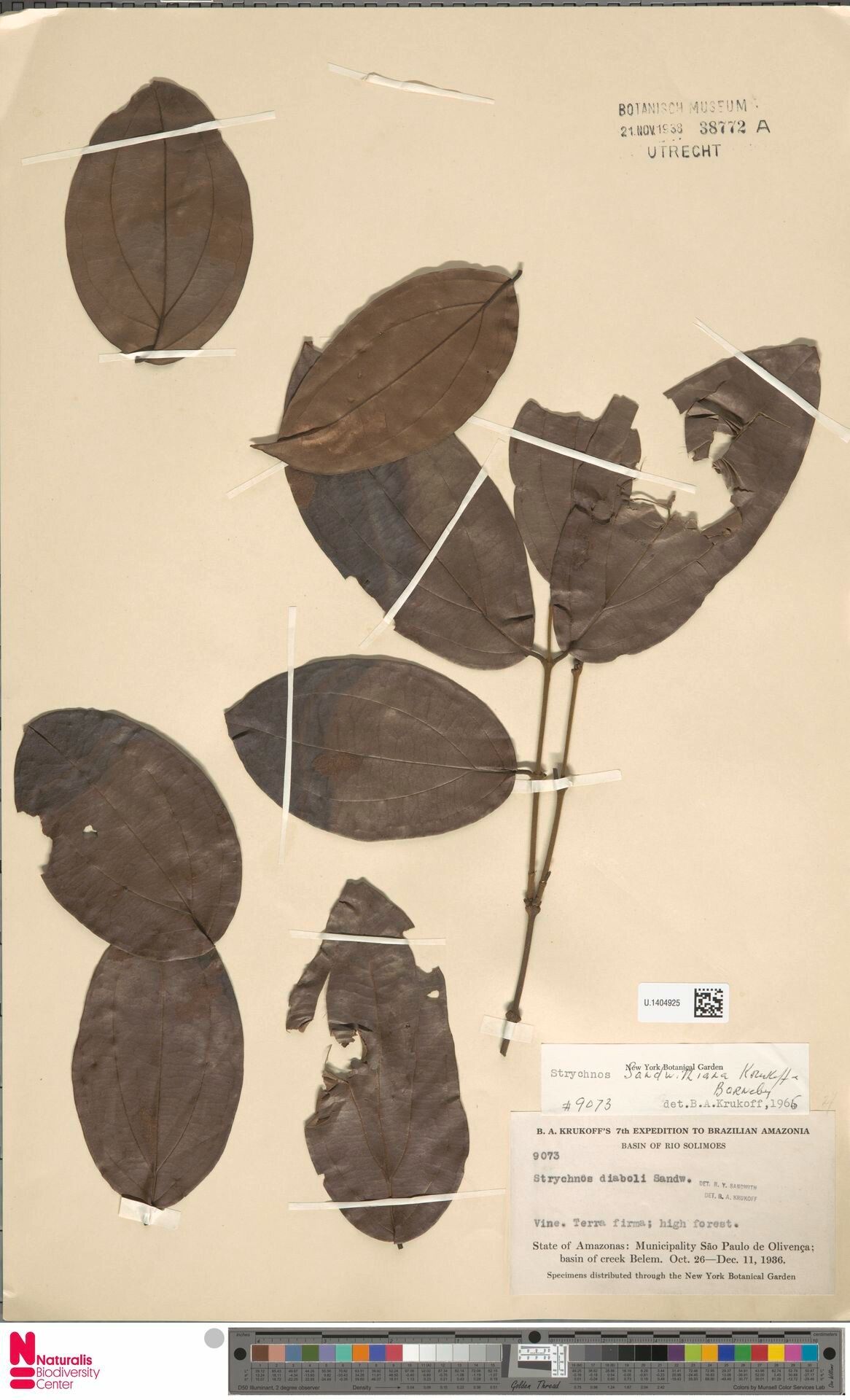 Strychnos sandwithiana leaf