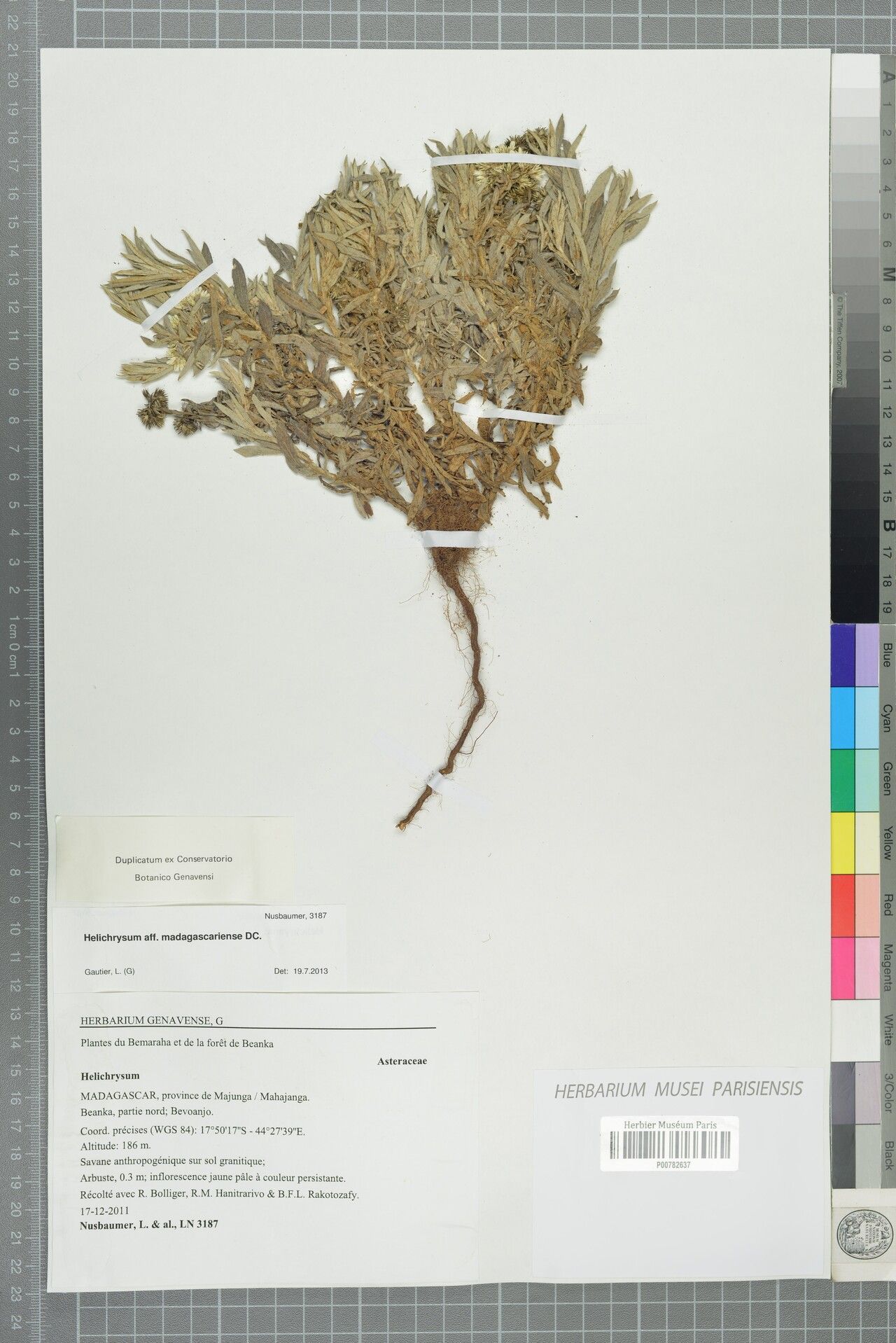 Helichrysum madagascariense — houseplant care guide