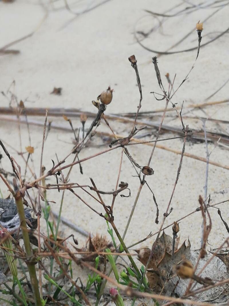 Silene portensis fruit