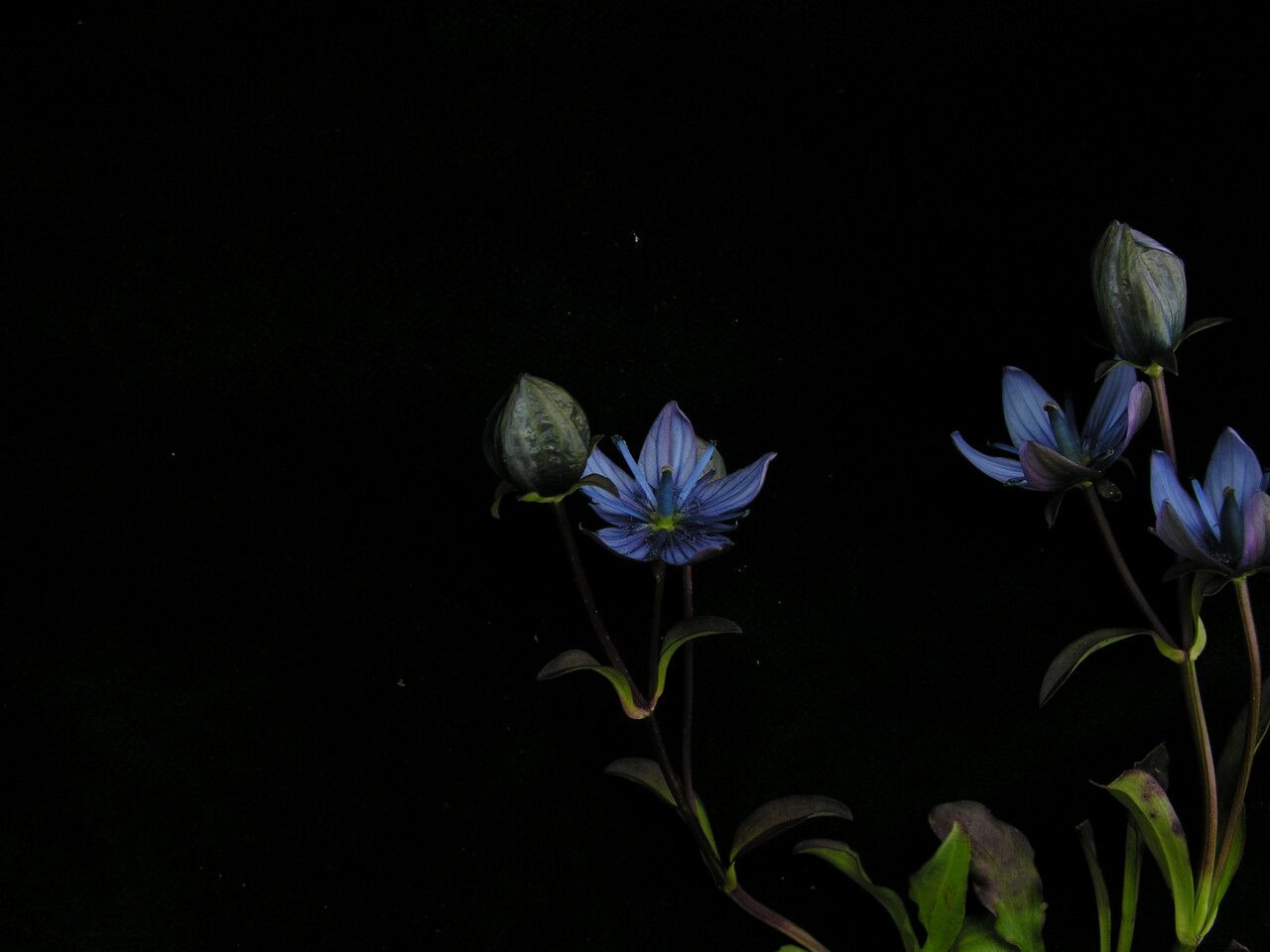 Swertia cuneata habit