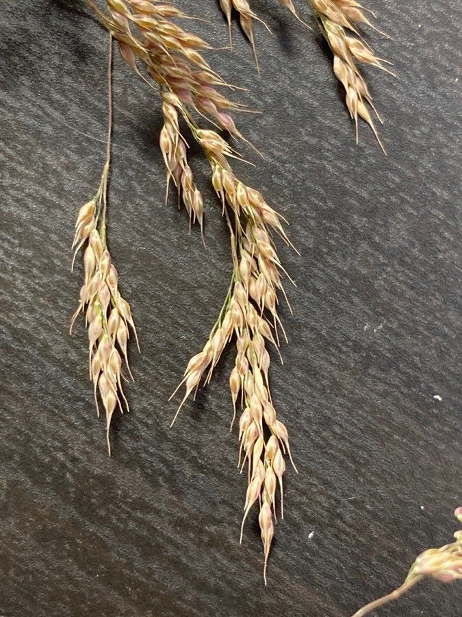 Piptatherum caerulescens fruit