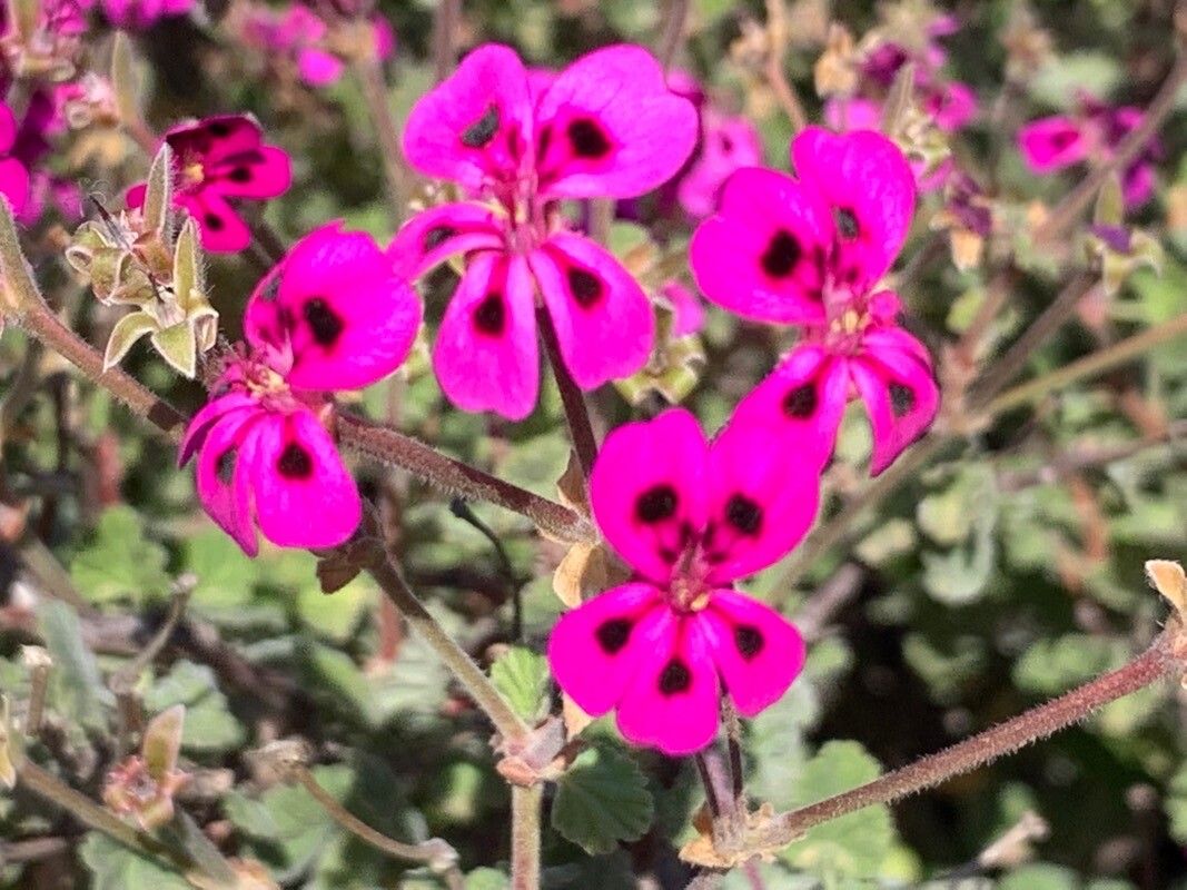 Pelargonium magenteum — houseplant care guide