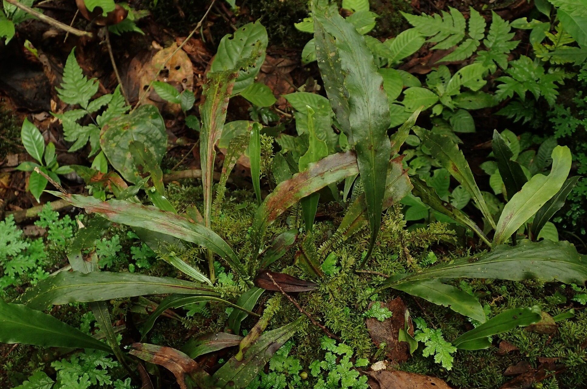 Loxogramme abyssinica leaf