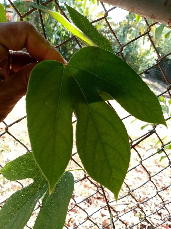 Passiflora platyloba — search result for 'Passiflora'