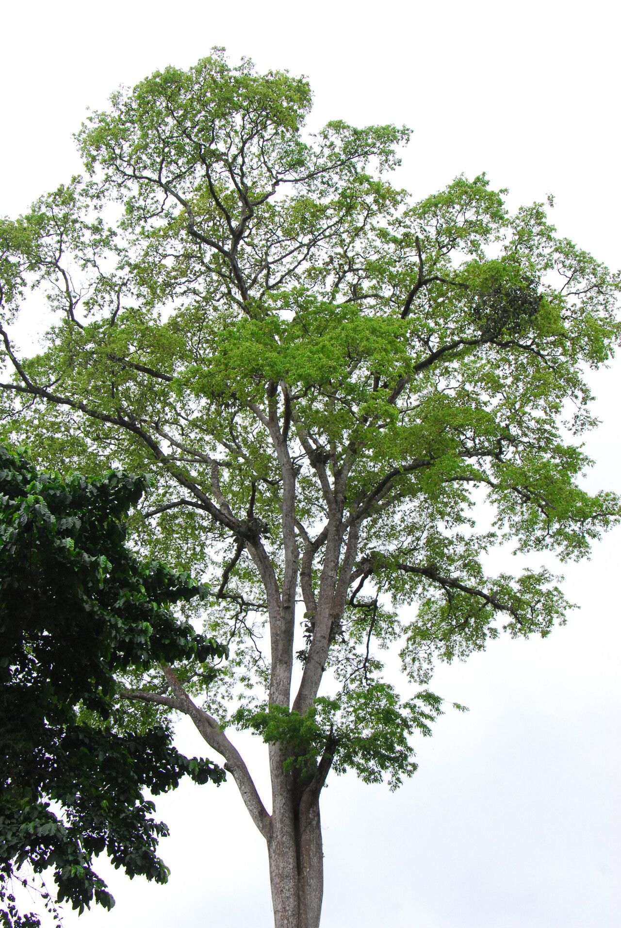 Terminalia hylodendron habit
