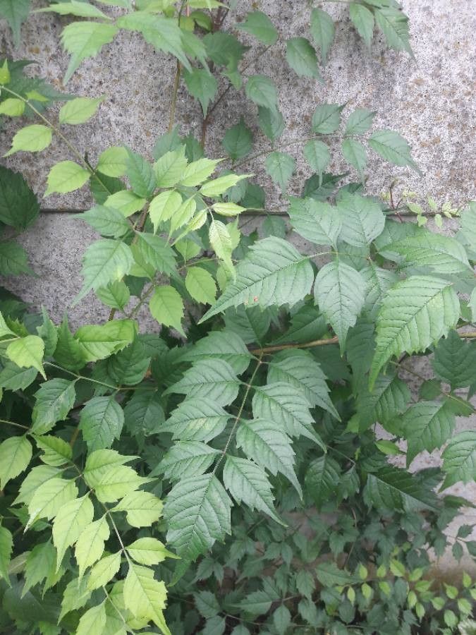 Fraxinus quadrangulata leaf