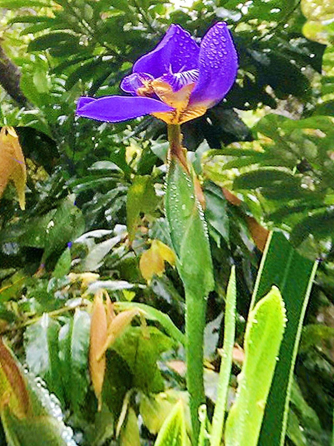 Trimezia liebmannii — houseplant care guide