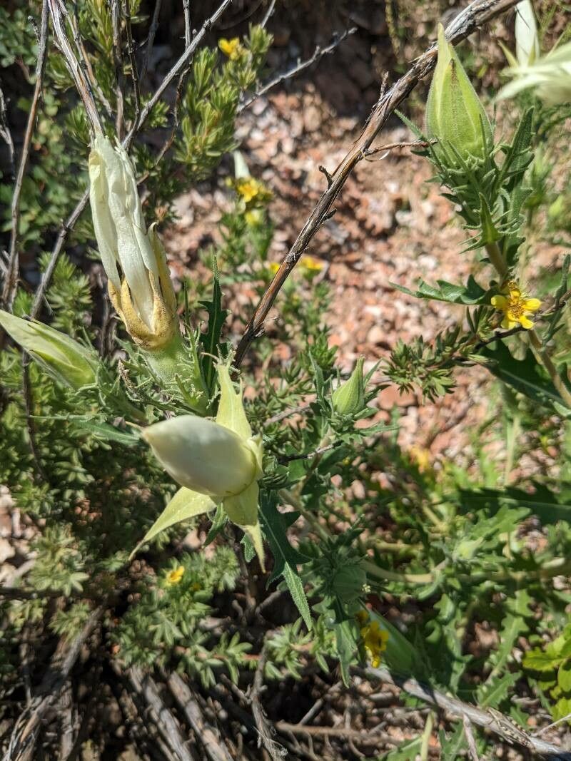 Mentzelia decapetala flower