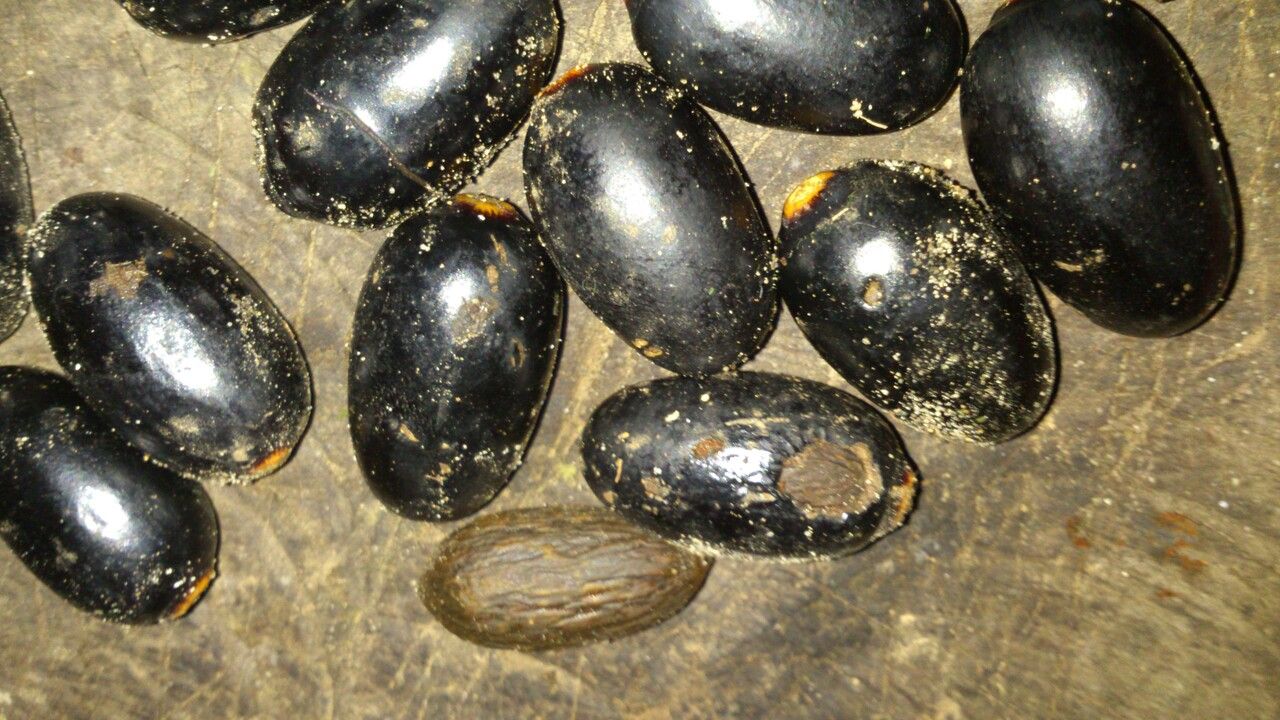 Ocotea atirrensis fruit