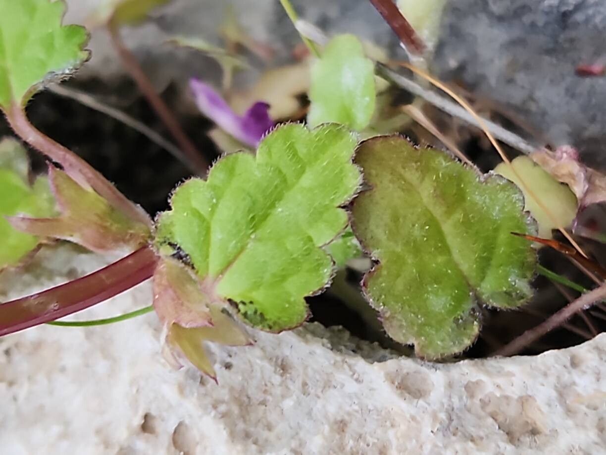 Lamium persepolitanum — houseplant care guide