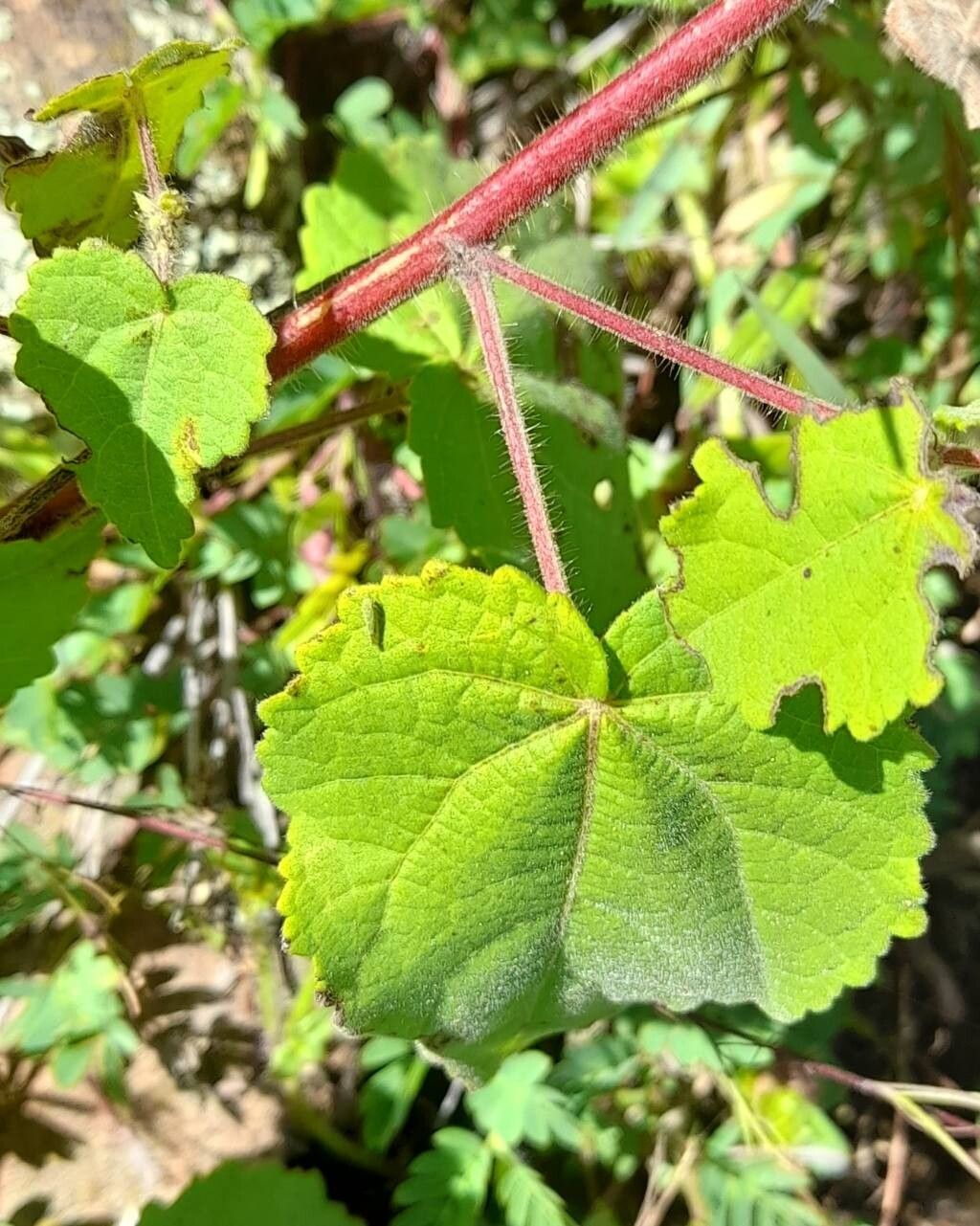 Pavonia hieronymi — search result for 'Pavonia'