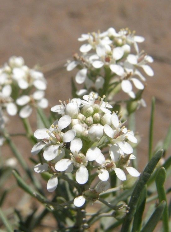 Lepidium alyssoides