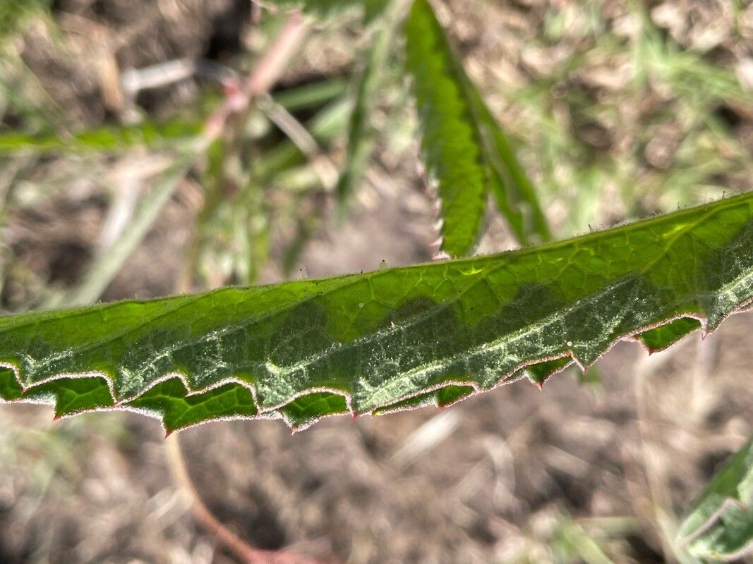 Cyphostemma serpens — search result for 'Cyphostemma'