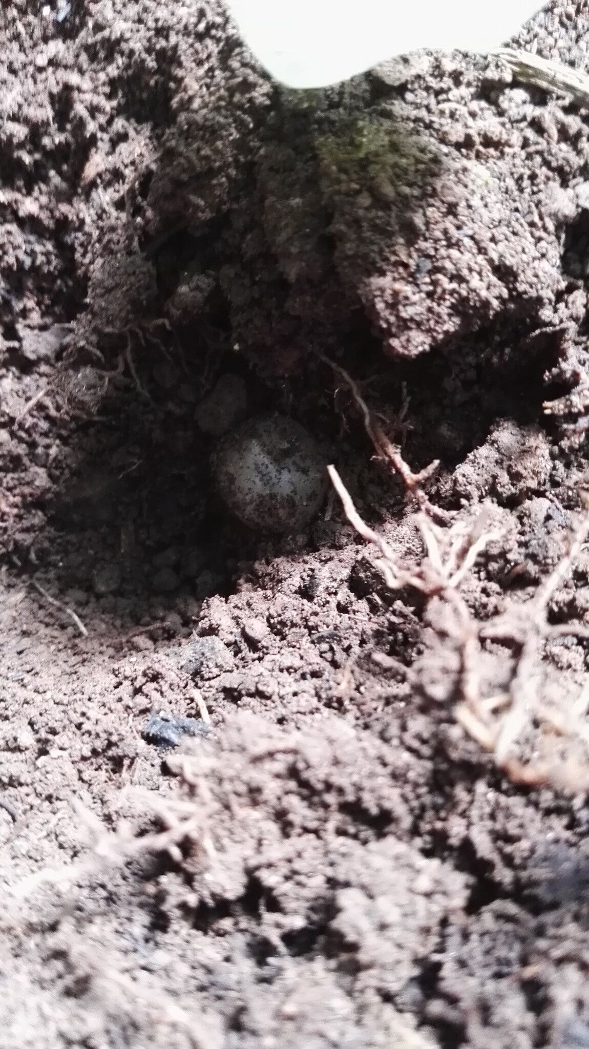 Nervilia lilacea bark