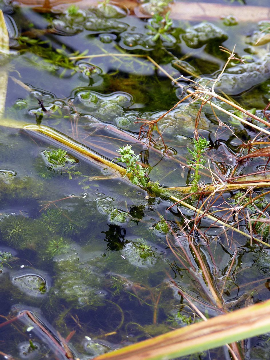 Myriophyllum verticillatum habit