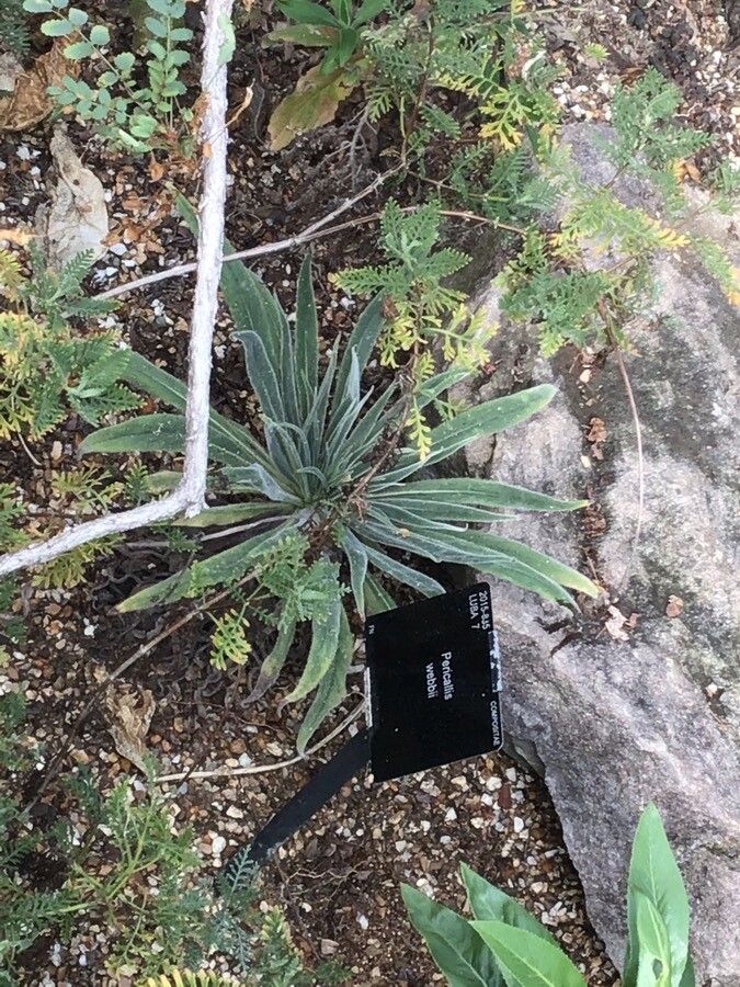 Pericallis webbii — search result for 'Pericallis'