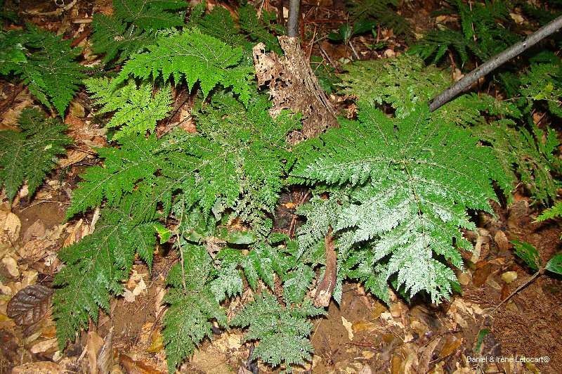 Lastreopsis subsericea — related species from the same genus